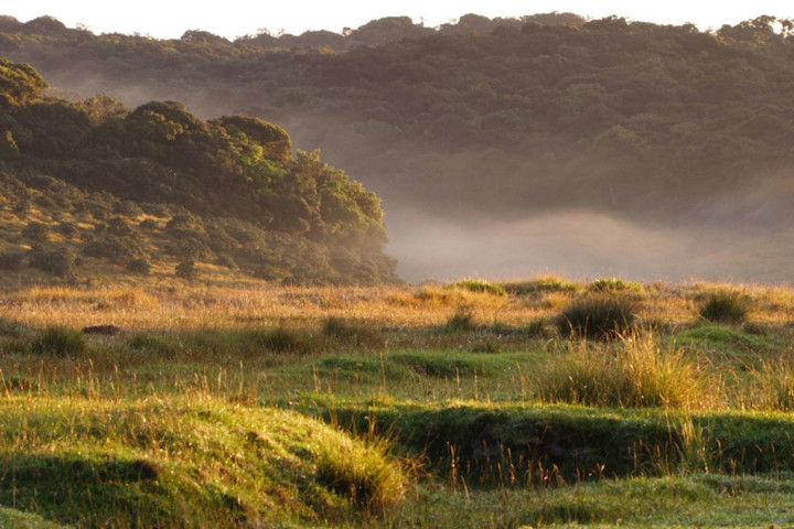 Picture of Horton Plains