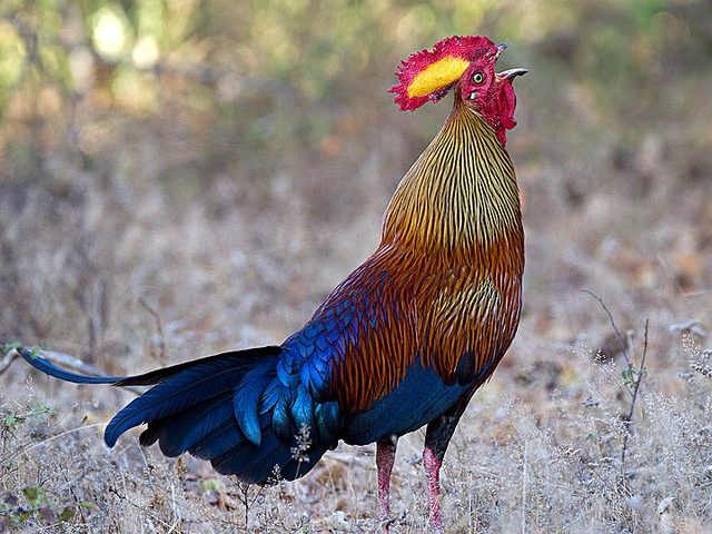 Jungle Fowl