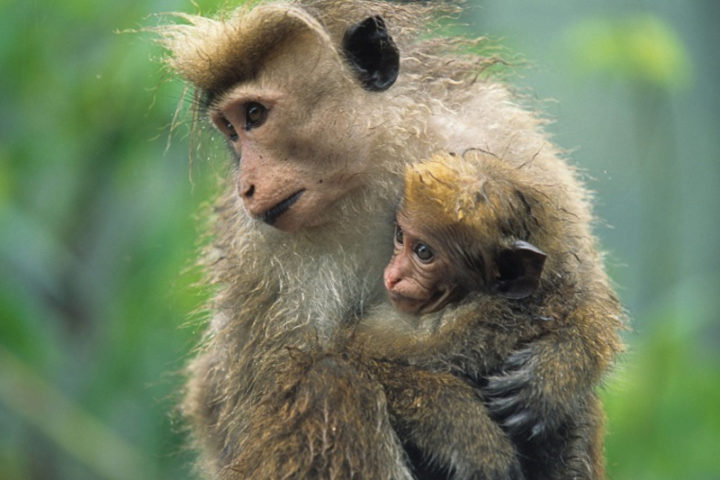 Minneriya National Park