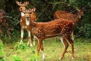 Deer Udawalawe park