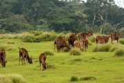 Horton Plain Sri Lanka