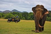 Elephant Gathering