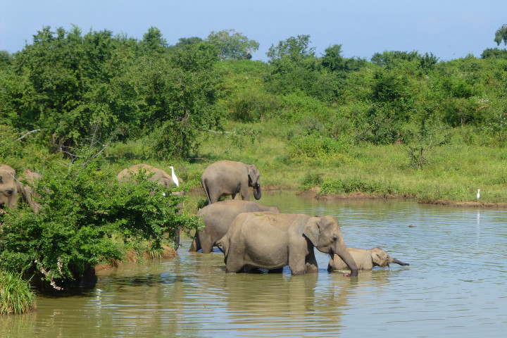 Elephants