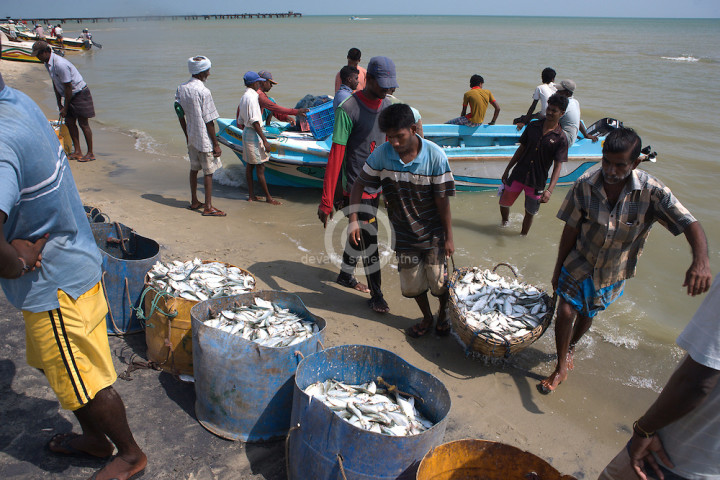 Picture of Fishermans Mannarama