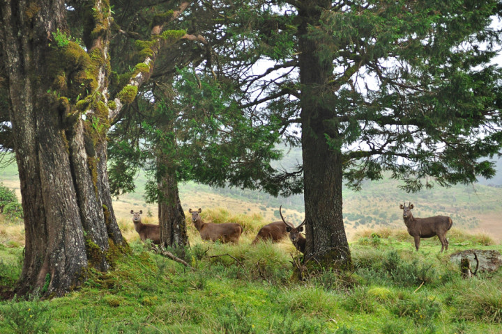 Picture of Horton Plains