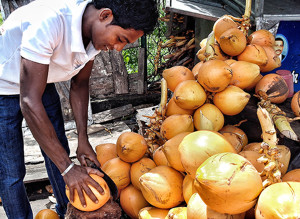 Picture of King Coconuts