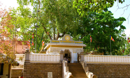 Sri Maha Bhodi Tree