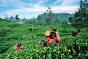 Picture of Tea Plucking