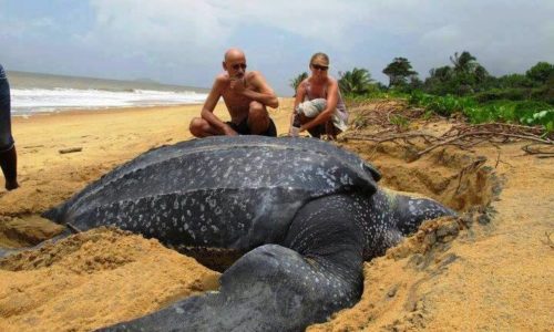 Turtle Watching in Sri Lanka in Rekawa