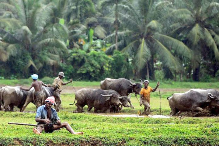 Sri Lankan Farmers