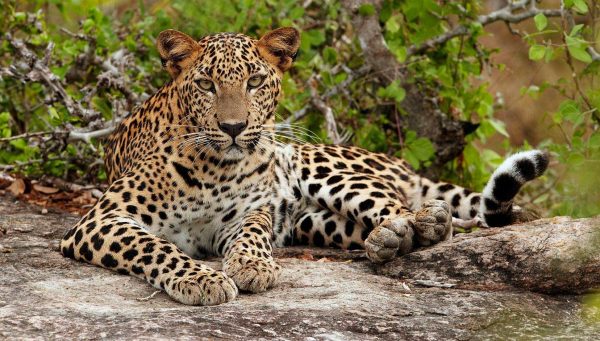 Young Leopard (Panthera pardus kotiya), Yala National Park, Sri Lanka