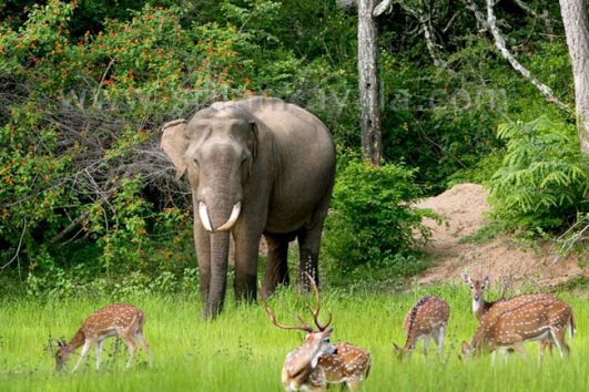 National Park Safari in Sri Lanka